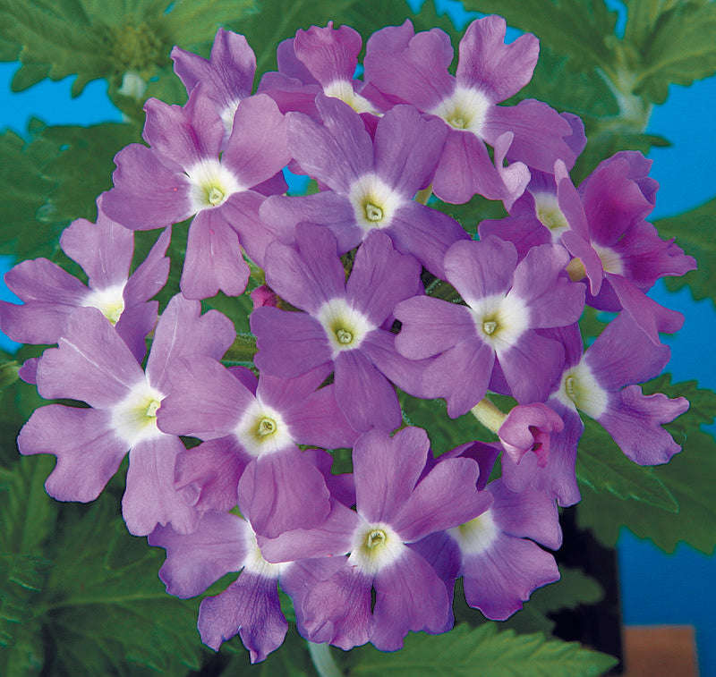 Verbena Obsession Blue With Eye Seeds