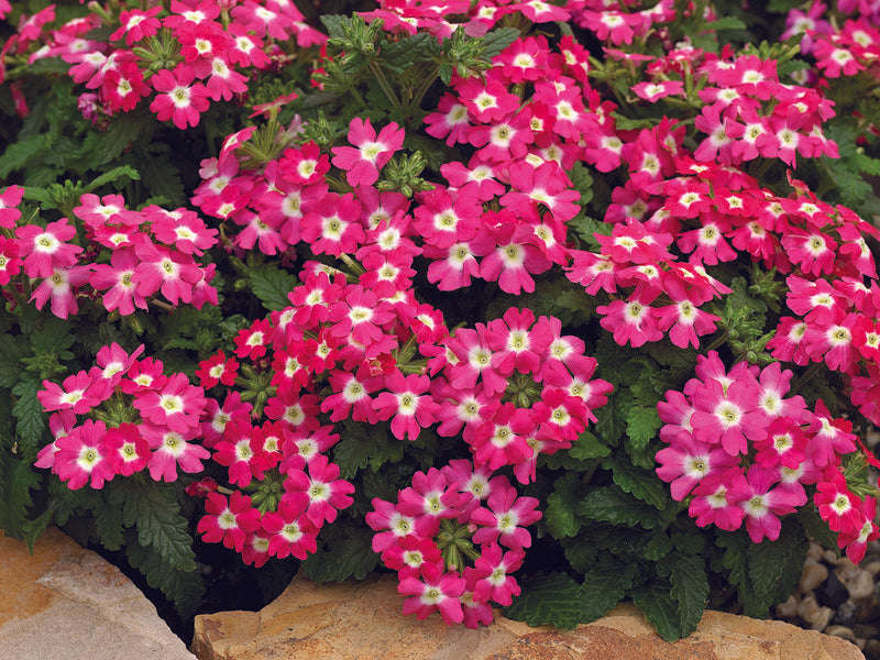 Verbena Tuscany Rose With White Eye Seeds