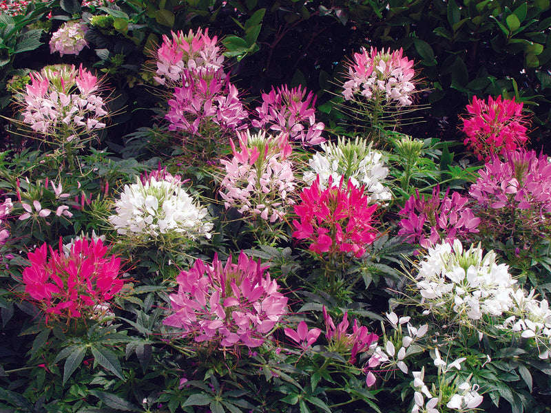 Cleome Sparkler Mix Seed
