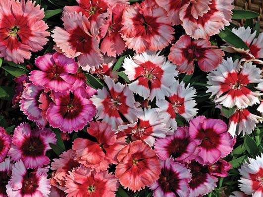 Dianthus Super Parfait Mix Seeds