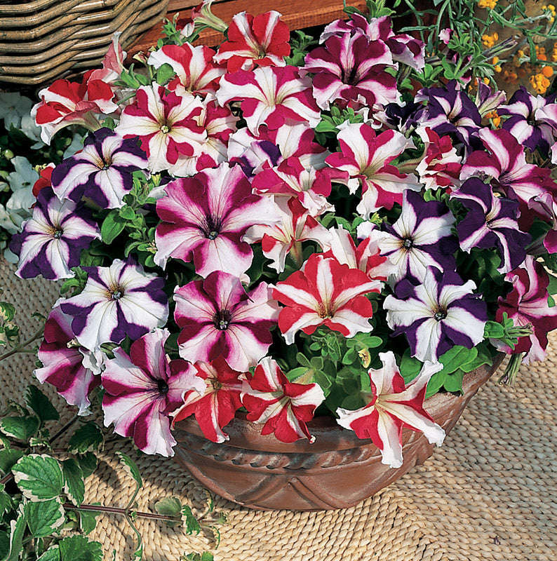 Petunia Ultra Star Mix Seeds
