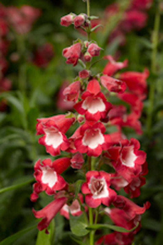 Penstemon Arabesque Red Seeds