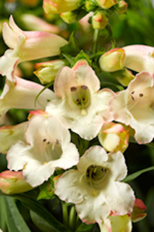 Penstemon Arabesque Appleblossom Seeds