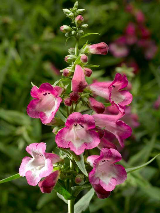 Penstemon Arabesque Orchid Seeds