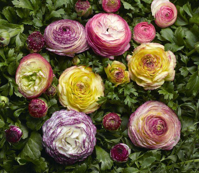 Ranunculus Mache Vanilla Rose Bicolour Seeds