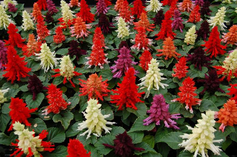 Salvia Reddy Formula Mix Seeds