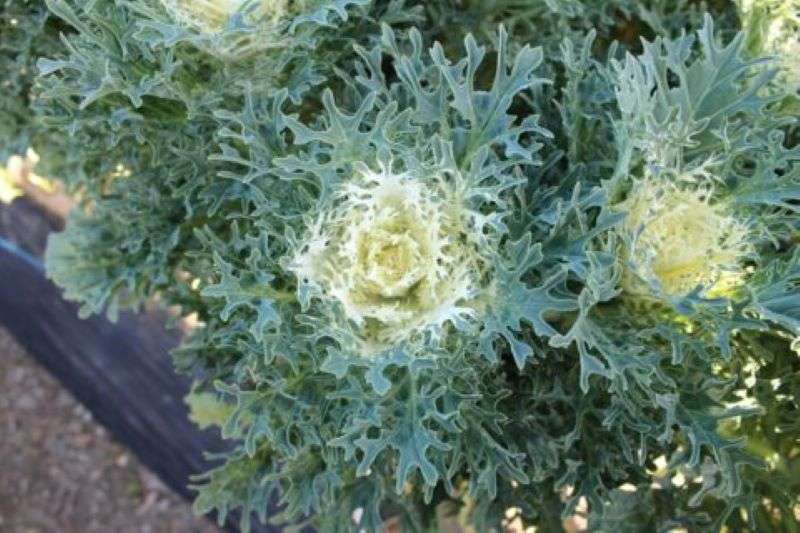 Kale Crane Feather Snow Seeds