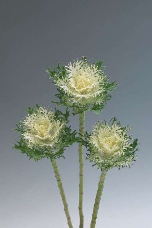 Kale Crane Feather Snow Seeds