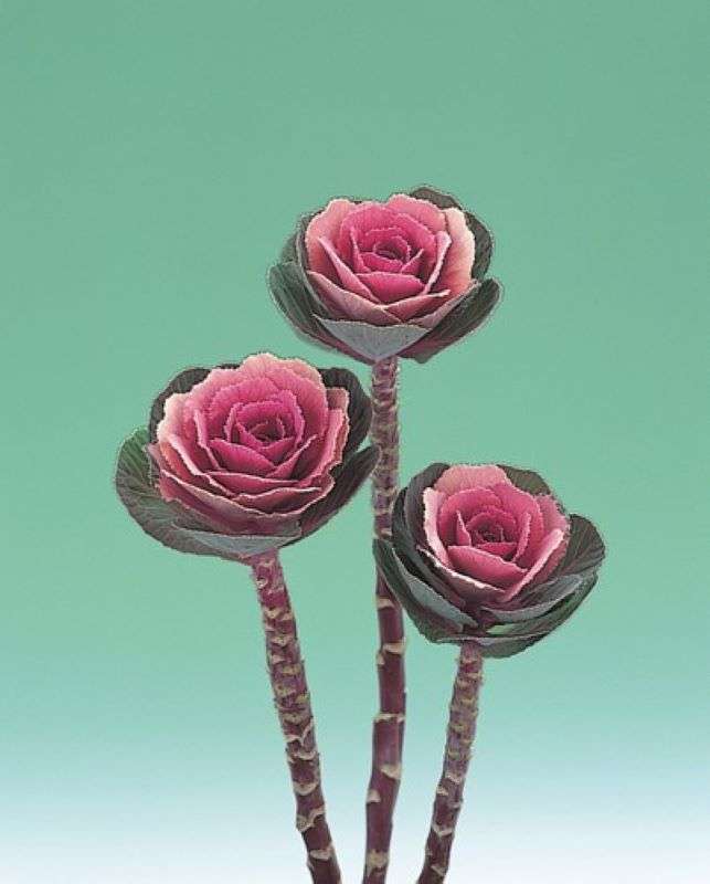 Kale Crane Pink Seeds