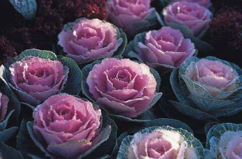 Kale Crane Pink Seeds