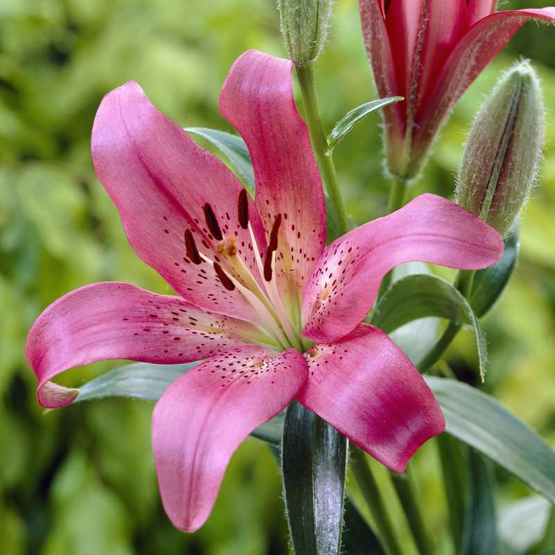Lilium Asiflorum - Pink - 5 bulbs p-pack