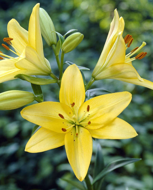 Lilium Asiflorum - Yellow - 5 bulbs p-pack