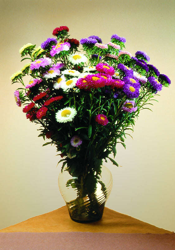 Aster Matsumoto Mix Seeds