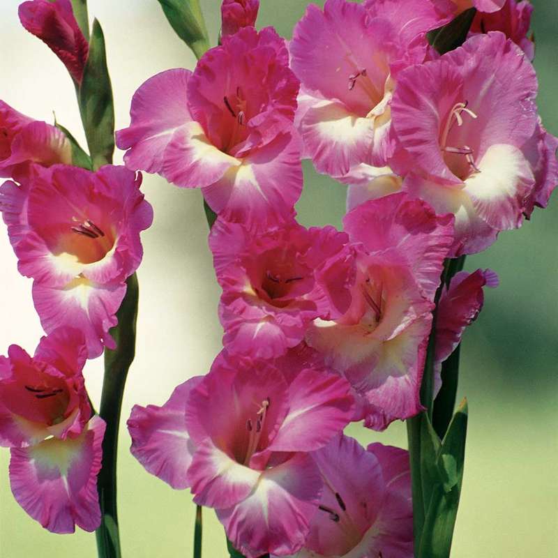 Gladioli - Purple Blue - 10 bulbs