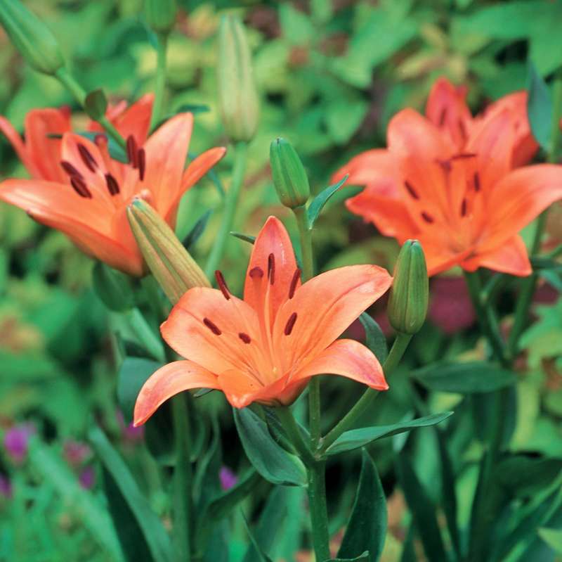 Lilium Asiatic - Orange - 5 bulbs p-pack