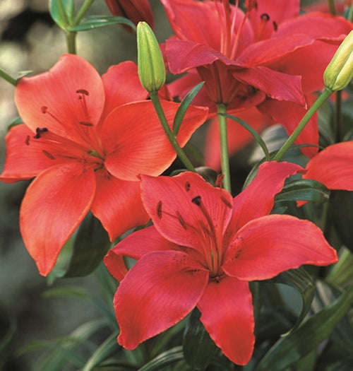 Lilium Asiatic - Orange-Red - 5 bulbs p-pack
