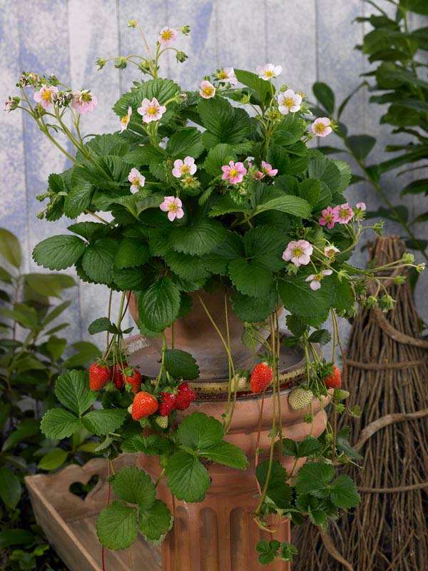 Strawberry F1 Roman Seeds
