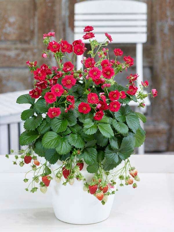 Strawberry F1 Summer Breeze Rose Seeds