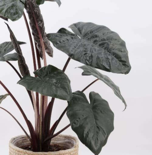 Alocasia Plumbea Nigra Nairobi Nights Seedlings
