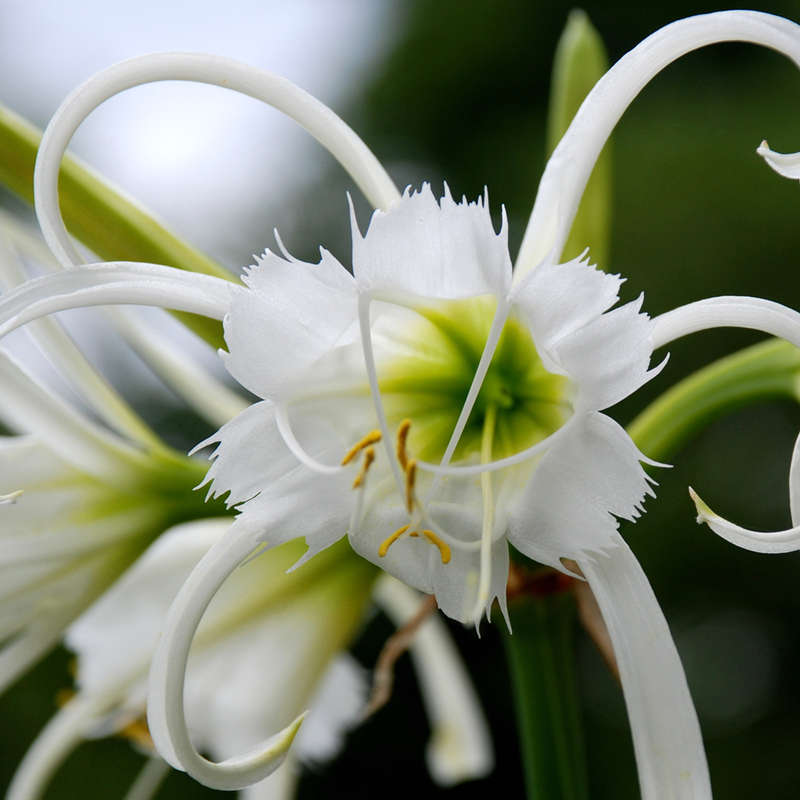 Hymenocallis Advance Large - 5 bulbs