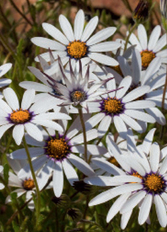 African Daisy Glistening White Seeds