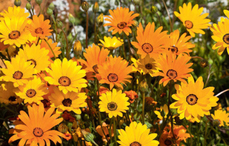 African Daisy Aurantiaca Mix Seeds