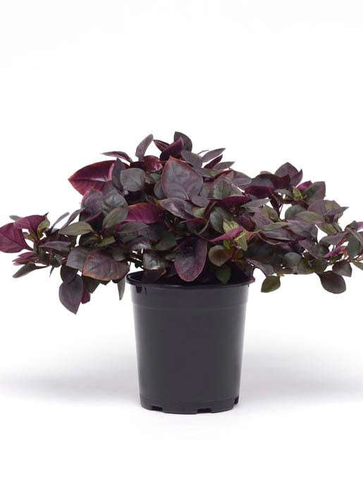 Alternanthera Purple Prince Seeds