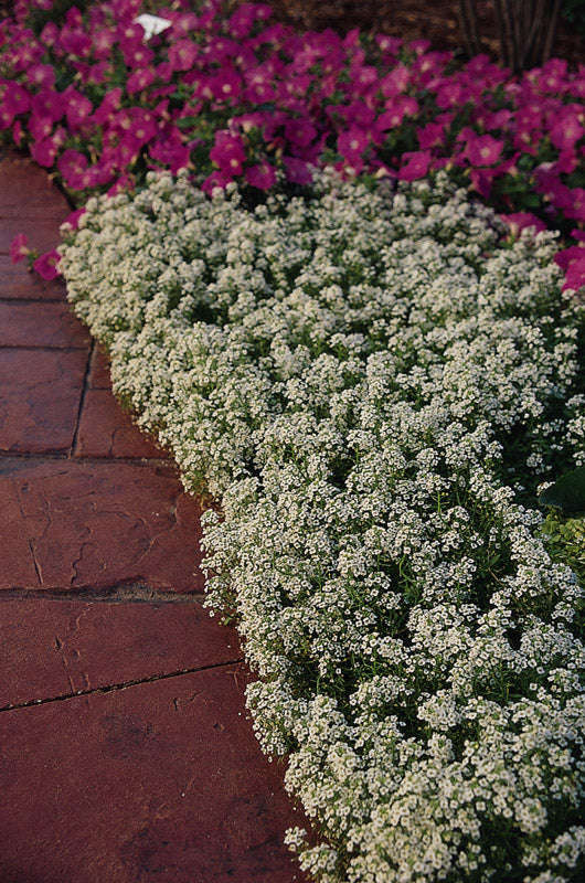 Alyssum Snow Crystals Seeds