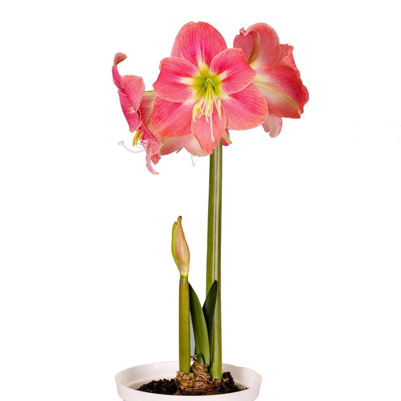 Amaryllis Sonata Single - Amalfi - 2 bulbs