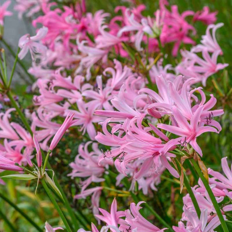 Amarine - Pink Selection - 3 bulbs