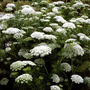 Ammi Visnaga Green Mist Seeds