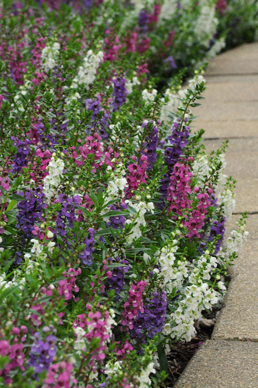 Angelonia Serenita F1 Mix Seeds