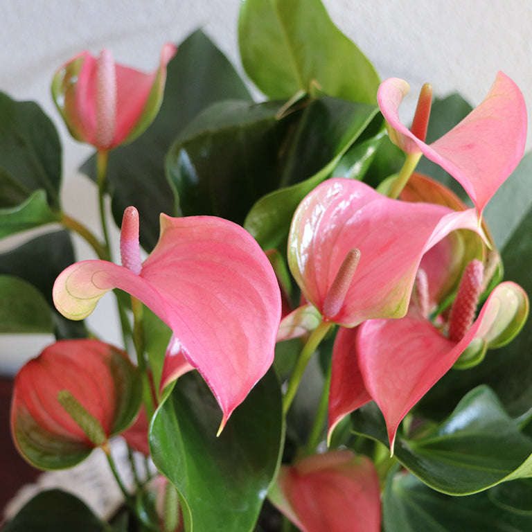 Anthurium 15cm