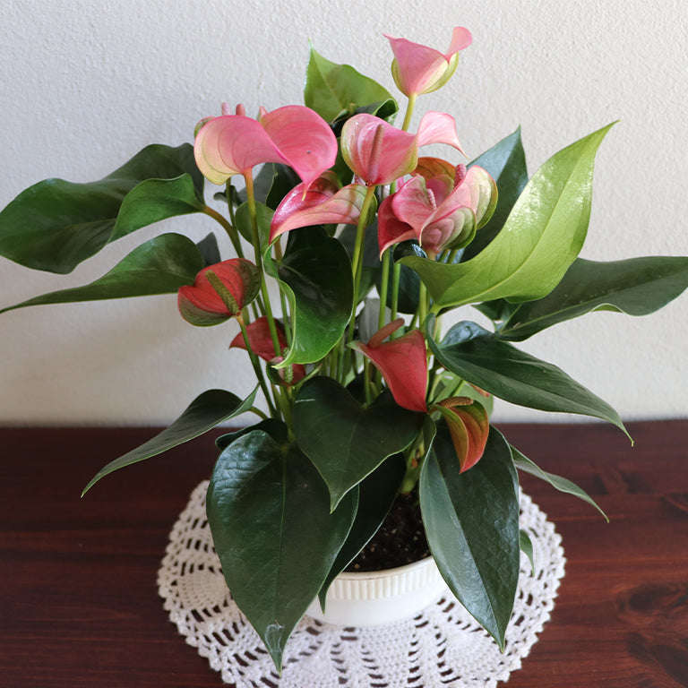 Anthurium 15cm