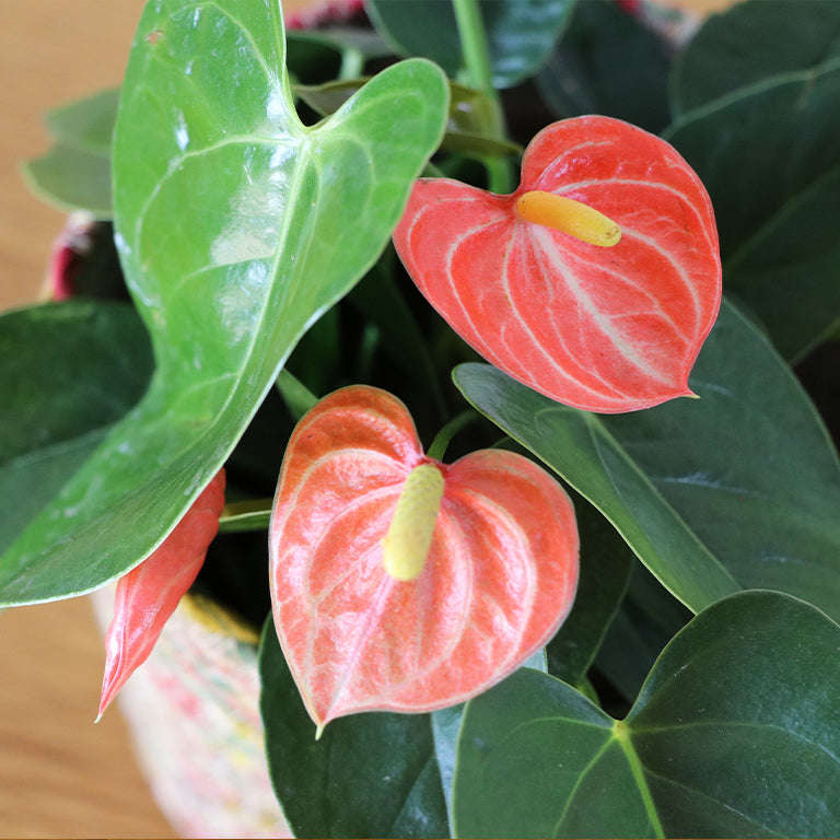 Anthurium 9cm
