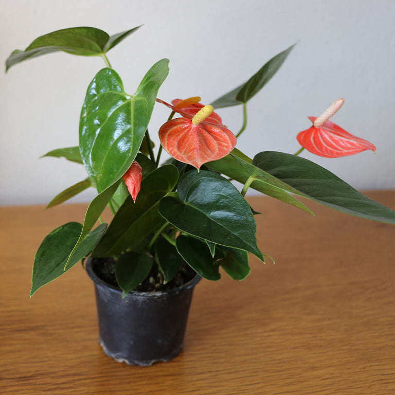 Anthurium 9cm