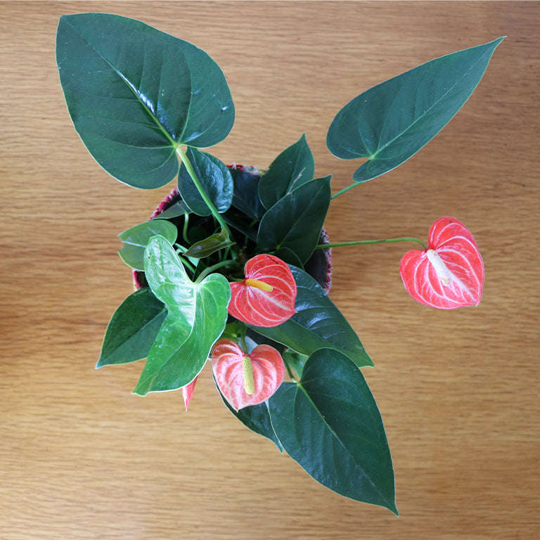Anthurium 9cm