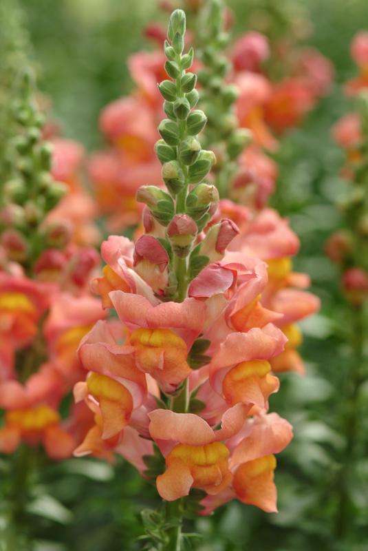 Antirrhinum (Snapdragon) Potomac Orange Seeds