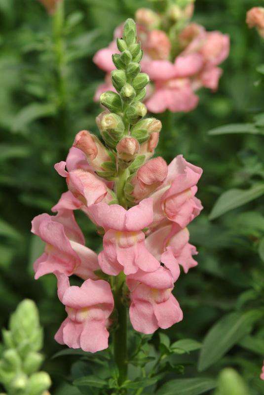 Antirrhinum (Snapdragon) Potomac Pink Seeds