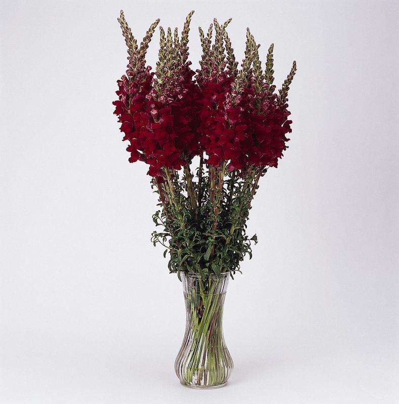 Antirrhinum (Snapdragon) Potomac Red Seeds