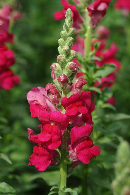 Antirrhinum (Snapdragon) Potomac Royal Seeds