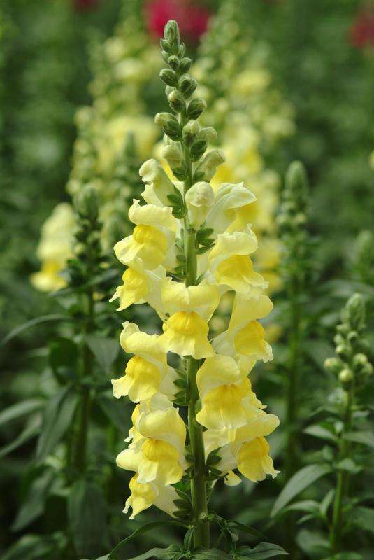 Antirrhinum (Snapdragon) Potomac Yellow Seeds