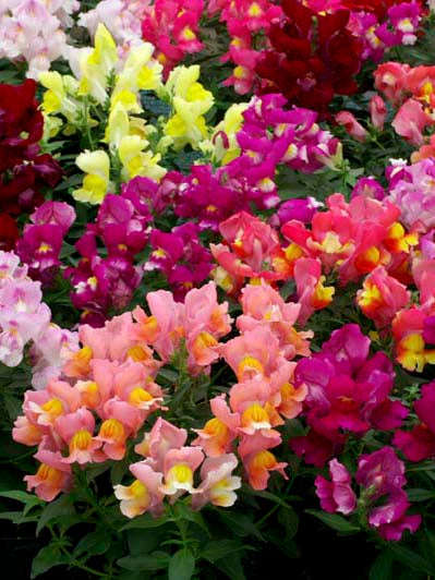 Antirrhinum (Snapdragon) Twinny Formula F1 Mix Seeds