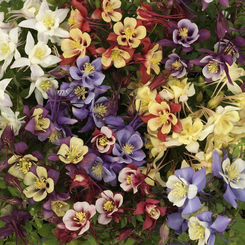 Aquilegia F1 Earlybird Mix Seeds
