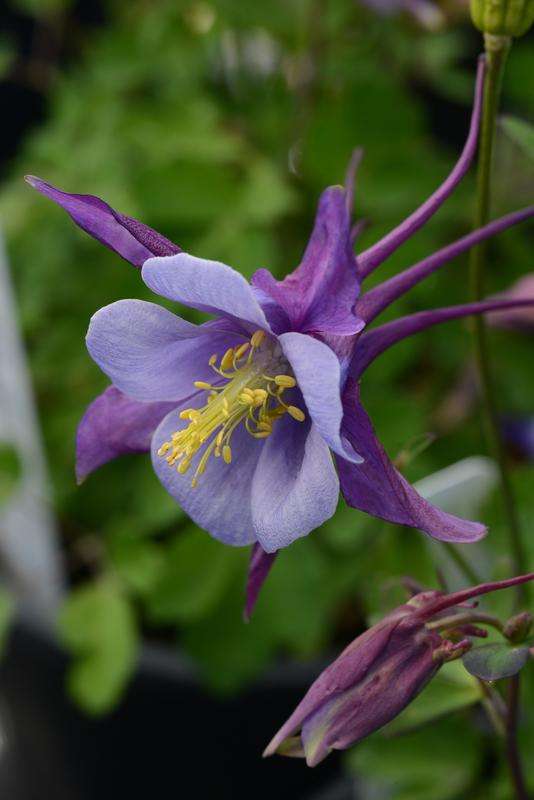 Aquilegia F1 Earlybird Purple Blue Seeds