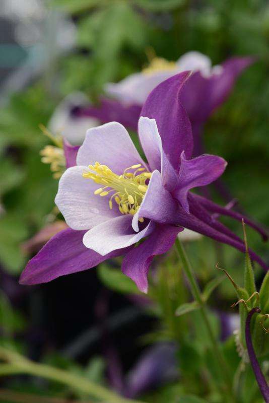 Aquilegia F1 Earlybird Purple White Seeds