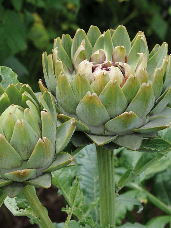 Artichoke Green Globe Seeds