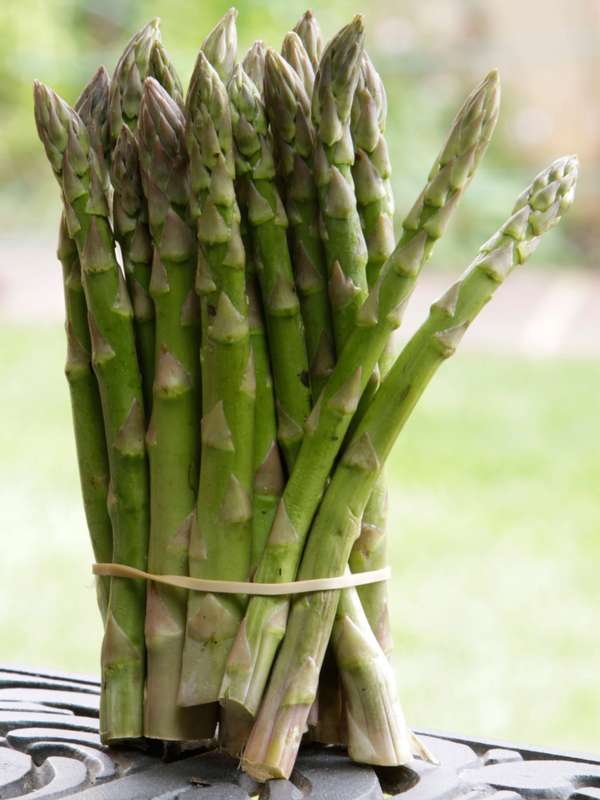 Asparagus Uc157 F2 Hybrid Seeds