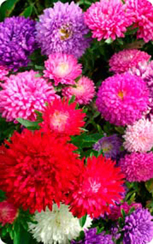 Aster Colour Carpet Mix Seeds