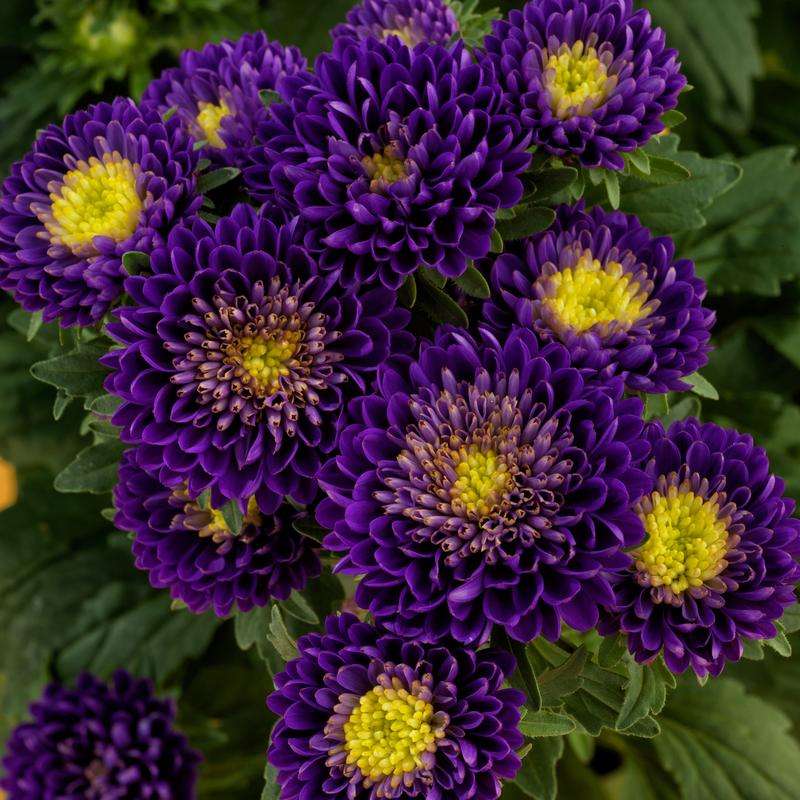 Aster Matsumoto Blue Seeds